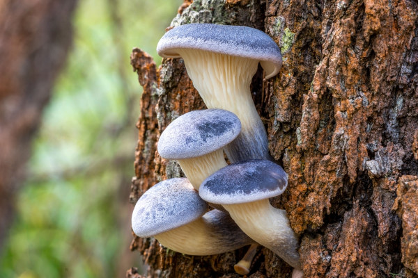 Cogumelos em uma árvore, espécie do reino Fungi.