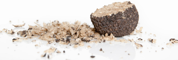 Trufa, tipo de fungo ascomiceto pertencente ao reino Fungi.
