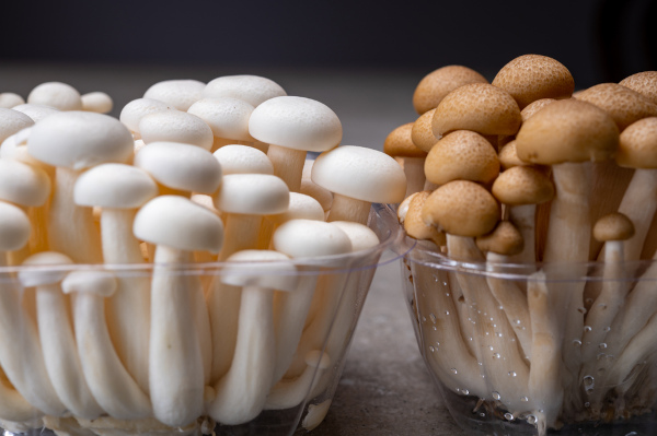 Cestos de cogumelos comestíveis, tipo de fungo basidiomiceto pertencente ao reino Fungi.