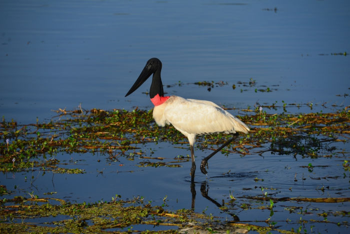 Tuiuiú, a ave símbolo do Pantanal.