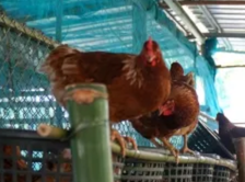 gripe aviária