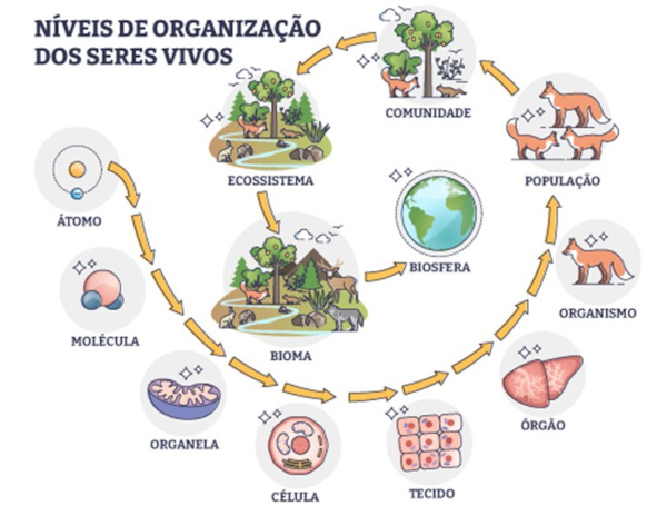 Níveis de organização dos seres vivos do átomo à biosfera. Níveis de organização dos seres vivos do átomo à biosfera.