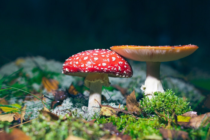 Fungos Amanita muscaria, exemplos de seres vivos.
