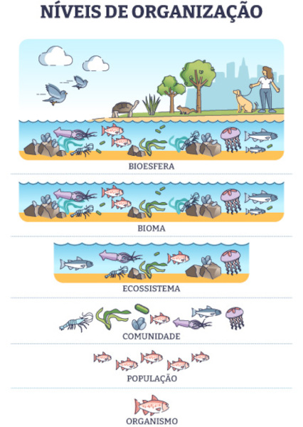 Ilustração representativa da segunda parte dos níveis de organização dos seres vivos.