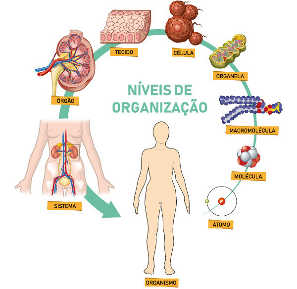 Ilustração representativa da primeira parte dos níveis de organização dos seres vivos.