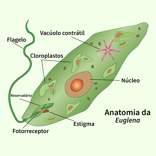 Estrutura de uma alga do gênero Euglena, organismo do reino Protista.