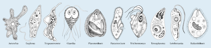 Estrutura de uma alga do gênero Euglena, organismo do reino Protista. Diversidade de protozoários pertencentes ao reino Protista.