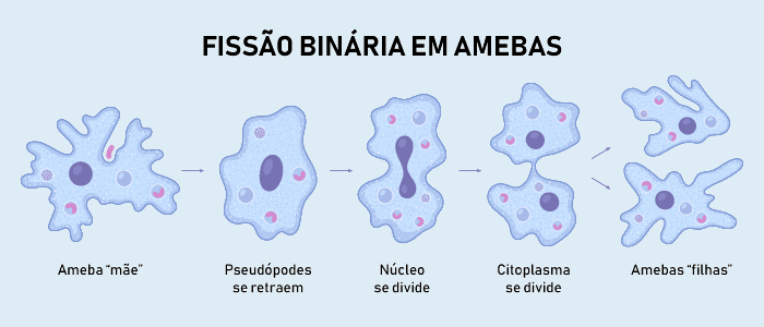 Ilustração de um ambiente natural aquático entre árvores e uma lupa identificando seres protistas. Esquema ilustrativo da reprodução assexuada de uma ameba, organismo do reino Protista.
