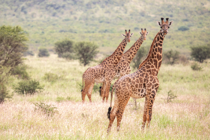 Girafas na savana, exemplos de seres vivos.