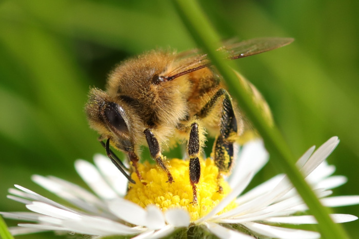 Abelha realizando a polinização na flor, um ser vivo de grande importância ecológica.