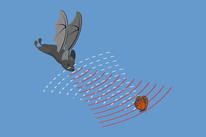 Ilustração representando a emissão e a detecção das ondas sonoras por morcegos na frequência do ultrassom.