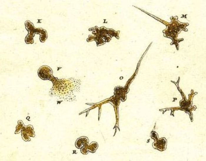 Primeiro registro de uma ameba, feito em 1775.