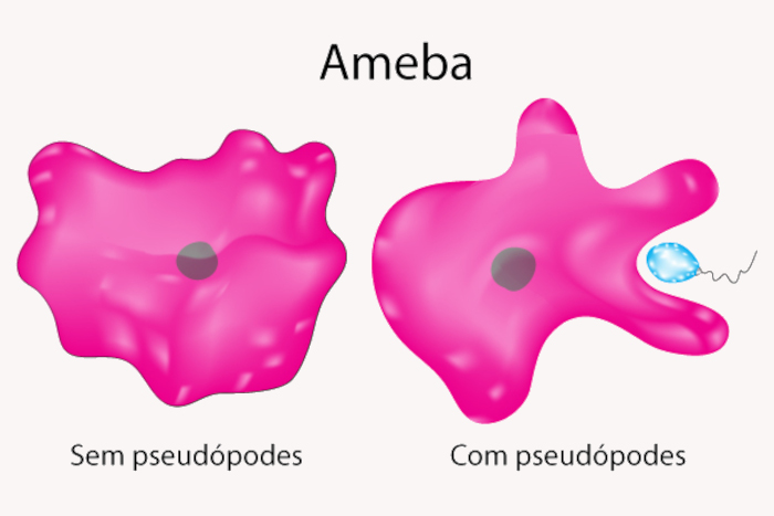 Ameba projetando seus pseudópodes para se alimentar.