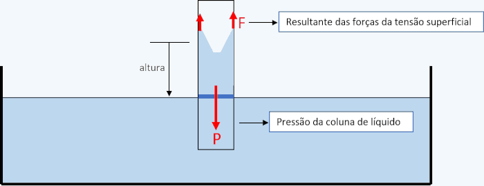 Esquema da ação das forças sobre um capilar exemplifica o conceito de capilaridade.