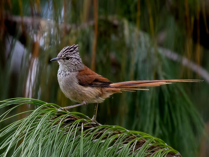 Garimpeiro, ave que integra a fauna da mata de araucárias.