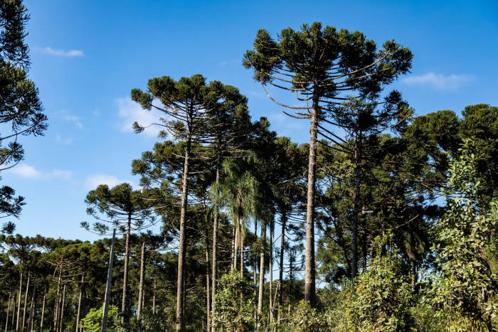 Região de ocorrência da Mata de araucárias.