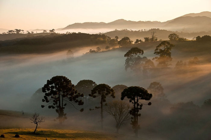 Vegetação da mata de araucária.