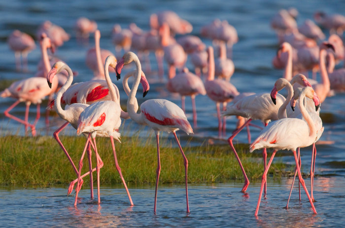 Flamingos em um lago.