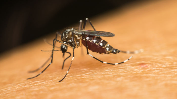 Mosquito Aedes aegypti, vetor da dengue, uma doença causada por vírus.