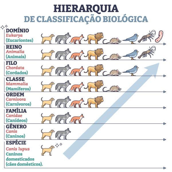Exemplo de classificação dos seres vivos em diagrama da taxonomia dos cães.