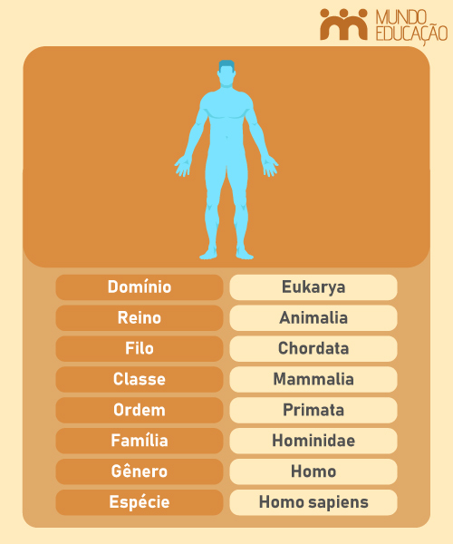 Exemplo de classificação dos seres vivos em diagrama da taxonomia dos seres humanos.