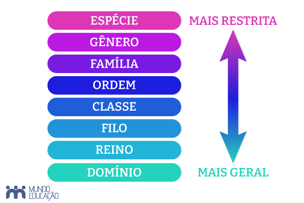 Categorias taxonômicas no sistema de classificação dos seres vivos, do nível mais amplo ao mais específico. [imagem_principal]