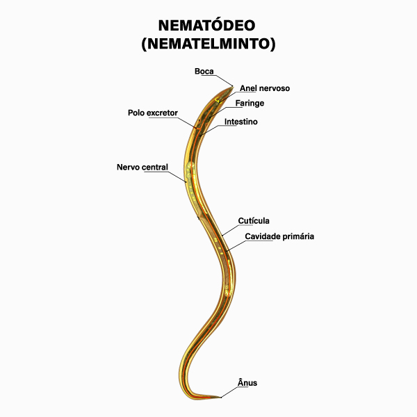 Anatomia de um nematódeo em texto sobre nematelmintos.
