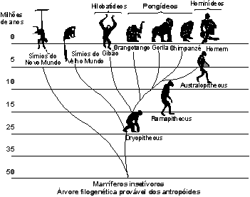 O que diferencia humanos de macacos?