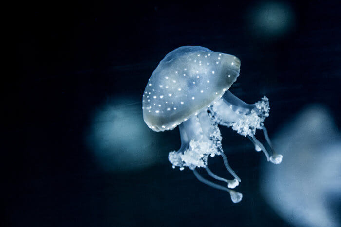As águas-vivas apresentam 98% de seu corpo formado por água.