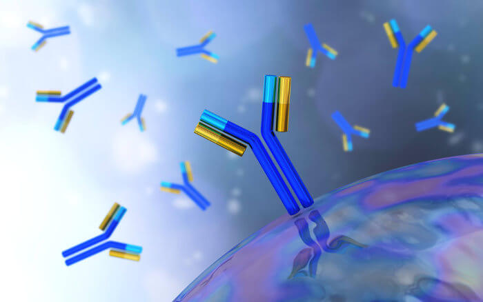 Os anticorpos são proteínas que atuam na defesa do nosso organismo.