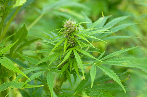 Planta Cannabis Sativa (fonte de THC)