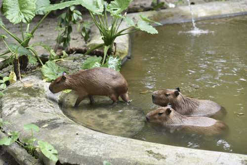 capivara. ilustração em vetor cor de capivara. desenho de um