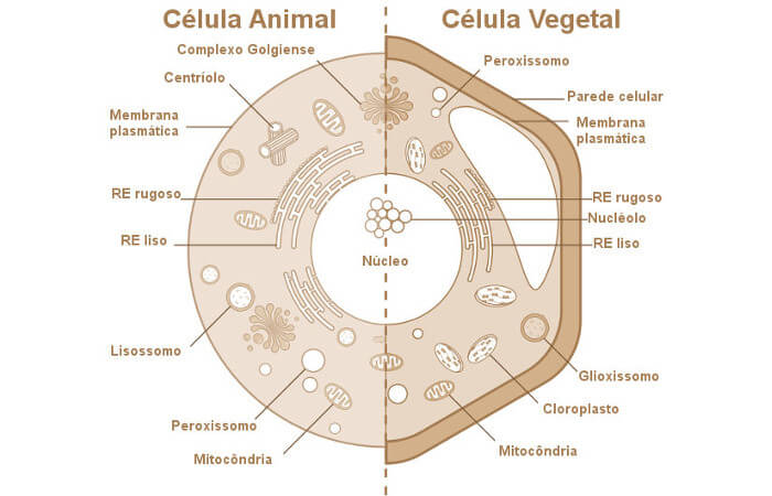 As células animais e vegetais apresentam algumas semelhanças e também algumas diferenças.