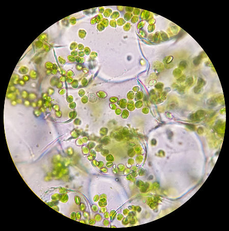 O cloroplasto desloca-se na célula em direção à luz