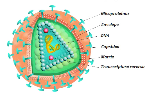 Estrutura de um vírus envelopado.