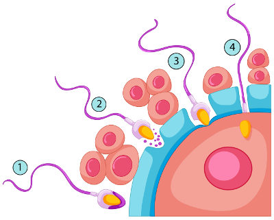 O espermatozoide passa pela corona radiata (2), penetra na zona pelúcida (2 e 3) e, por fim, as membranas fundem-se (4)