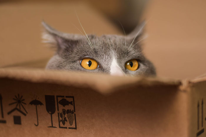 Gato dentro da caixa