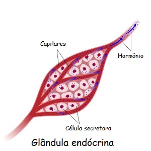 Nas glândulas endócrinas, a secreção é lançada diretamente na corrente sanguínea