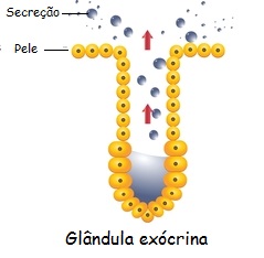 Observe que a secreção é liberada através de um ducto nas glândulas exócrinas