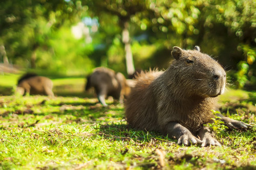 ROTINA DAS CAPIVARAS #capivara #rotina IN