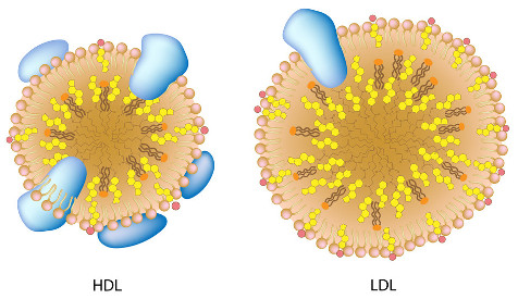 HDL e LDL são lipoproteínas que transportam o colesterol