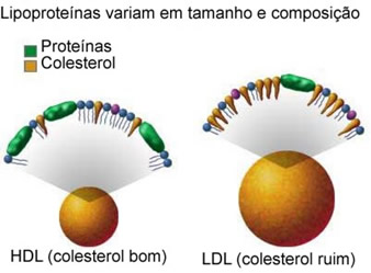 Colesterol bom e ruim: entenda a diferença entre eles – LabVital