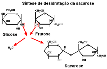 Síntese de formação da sacarose.