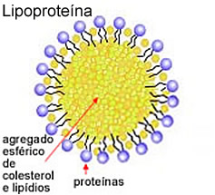 Representação da organização de uma lipoproteína