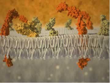 Ilustração de uma membrana plasmática de uma célula humana