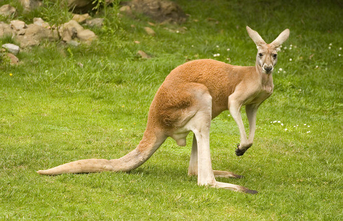 Macropus rufus é a maior espécie de canguru.