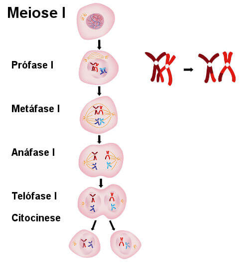 Observe atentamente as etapas da meiose I.
