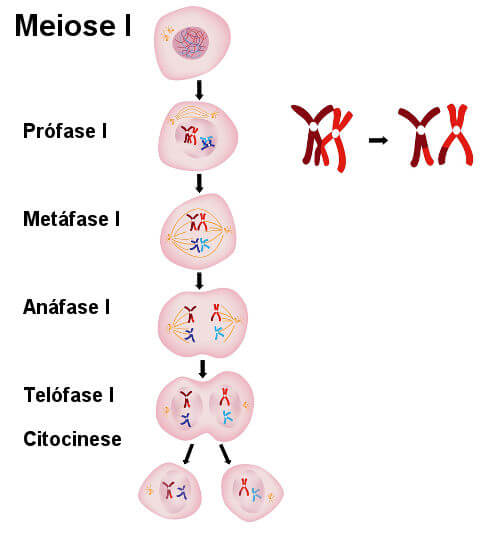 Meiose: o que é, resumo, fases, importância - Mundo Educação