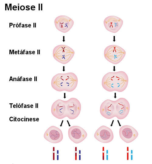 Observe atentamente as etapas da meiose II.
