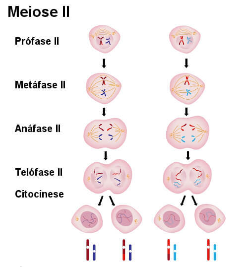 Mitose e meiose: tabela comparativa e exercícios - Escola Kids